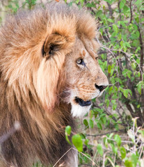 Male lion staring into bushes