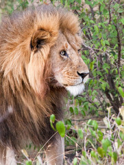 Male lion looking intensely