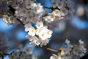 Obraz premium Detail of white Cherry blossom flowers lit by spring sun rays.