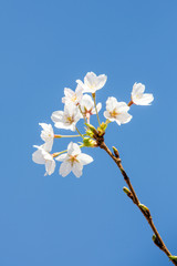 Bottom detail view of a branch of floewring Cherry blossoms against a clear blue sky