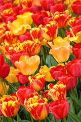Side view of a colorful field of mixed orange, yellow and red Tulips - Tulipa - during the Tulip Festival in April in Amsterdam, The Netherlands, Europe.
