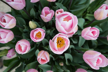 Top view of a bunch of pink flowering tulip.