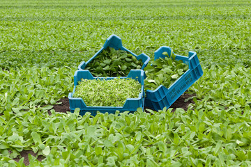 Three crates filled with different types of organically grown Corn Salad - valerianella locusta - in a field of Corn Salad in a greenhouse.