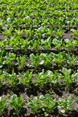 Chard growing in rows in a field.