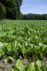 Fototapeta na wymiar Chard growing in rows in a field.