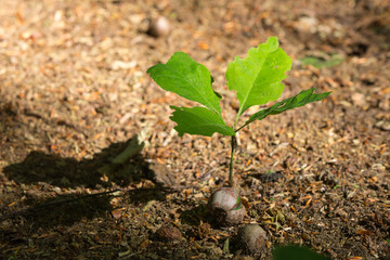 Sprout of a young oak tree.