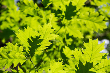 Fototapeta na wymiar Young Oak leaves lit by the sun.