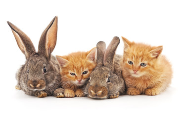 Red kittens and rabbits.