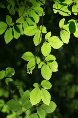 A branch with leaves in the forest lit by the sun.