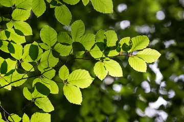A branch with leaves in the forest lit by the sun.