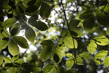 A branch with leaves in the forest lit by the sun.