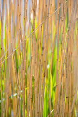 Obraz premium Reed lit by the sun with green shades in the back.
