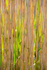 Obraz premium Reed lit by the sun with green shades in the back.