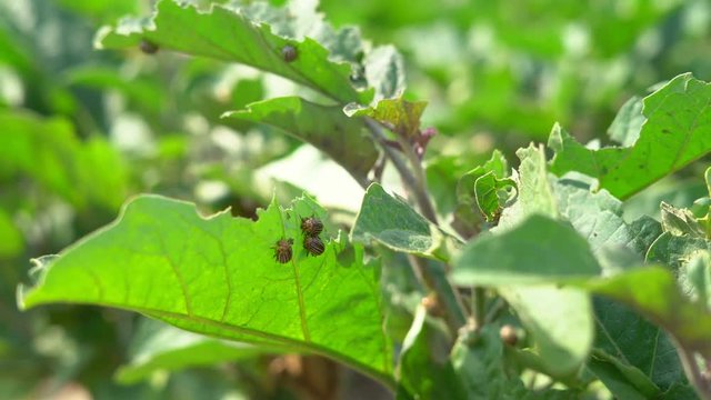 Colorado beetle pest sits on the eaten tops of potatoes. a large concentration of insects on the farm. 4k
