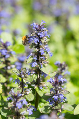 A bumblebee on a Bugle, blue bugle, bugleherb, bugleweed, carpetweed, carpet bugleweed or common bugle - Ajuga reptans