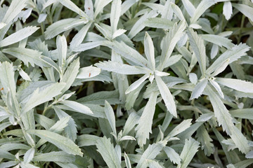 Silver wormwood, western mugwort, Louisiana wormwood, white sagebrush, and gray sagewort - Artemisia ludoviciana.