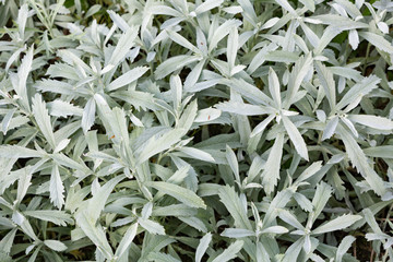 Silver wormwood, western mugwort, Louisiana wormwood, white sagebrush, and gray sagewort - Artemisia ludoviciana. - obrazy, fototapety, plakaty
