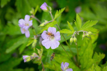 Honey Bee on a flowering Wild geranium, spotted geranium or wood geranium - Geranium maculatum.
