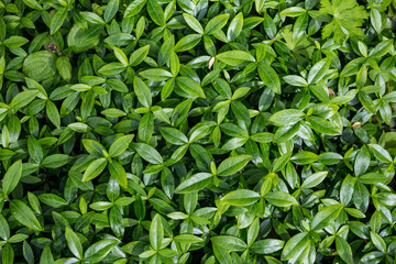 Green leaf patterns.