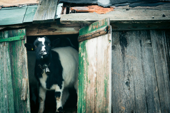 Goat Looking Out Of Its Stall