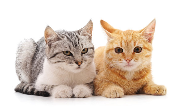 8,200+ Two Cats Funny Stock Photos, Pictures & Royalty-Free Images - iStock