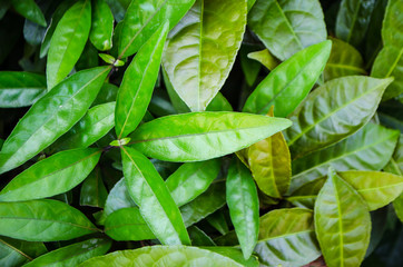 Background of green leaves