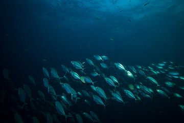 Fototapeta premium Tuna