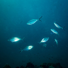 Fototapeta premium Tuńczyk