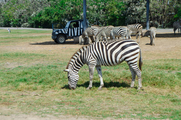 Zebra in Safari Park, Bangkok
