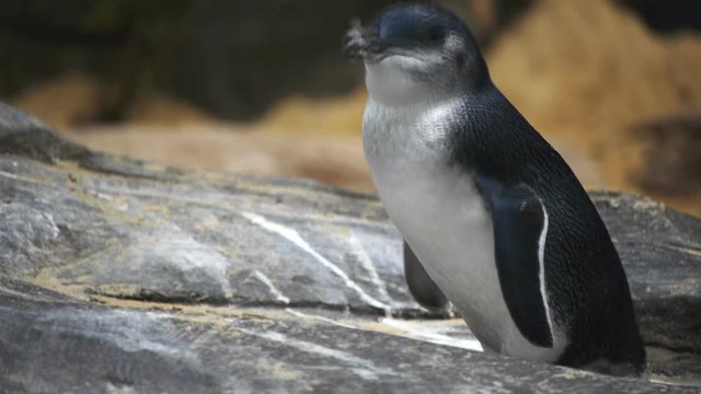 a little penguin rests on a rock ledge