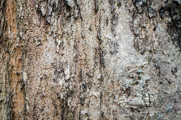 Natural background of tropical wood bark