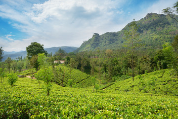 Fototapeta na wymiar Tea plantations in the picturesque mountains
