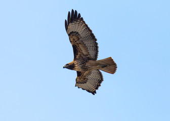 Red-tailed hawk flying, seen in the wild in North California