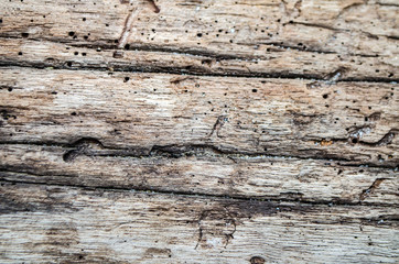 Natural background of tropical wood bark