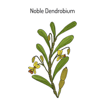 Noble Dendrobium, ornamental and medicinal plant