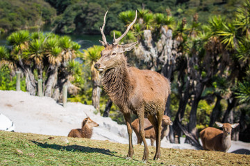 Fototapeta premium Beautiful male deer with horns