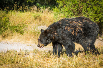 Big brown bear walking in the wild