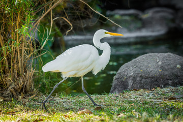 Beautiful white heron near the water