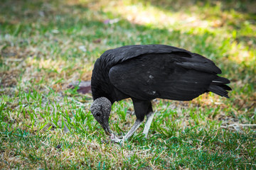 Big black vulture eating