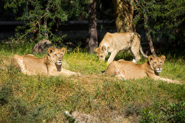 Young lions on the grass