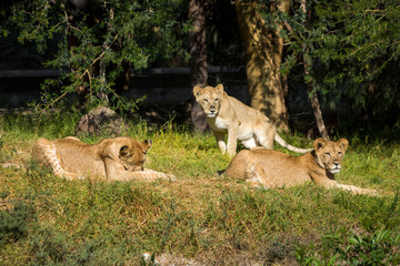 Young lions on the grass
