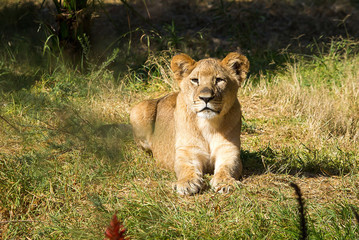 Fototapeta na wymiar Single young lion