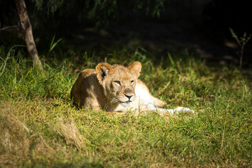 Single young lion