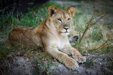 Obraz na płótnie Canvas Single young lion