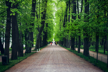 Alley with green summer trees, walkway air pathway in beautiful park, green corridor or tunnel view