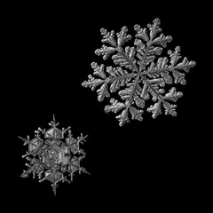 Two snowflakes isolated on black background. Macro photo of real snow crystals: large stellar dendrites with complex, ornate shapes, hexagonal symmetry, long elegant arms and glossy relief surface.