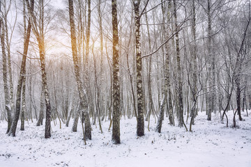 Snow-covered trees in the city park