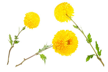 Set of bright yellow chrysanthemums isolated on white background (open flowers and bud).