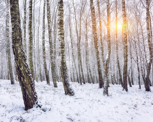 Snow-covered trees in the city park