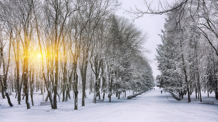Snow-covered trees in the city park.